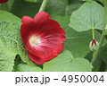 花景色　初夏の庭　立葵 4950004