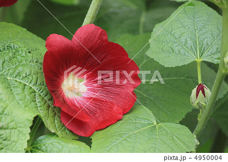 花景色　初夏の庭　立葵 4950004