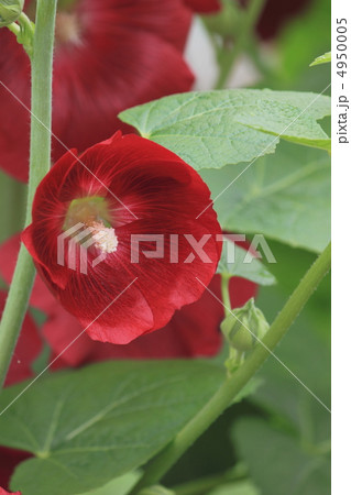 花景色　初夏の庭　立葵 4950005