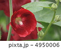 花景色　初夏の庭　立葵 4950006