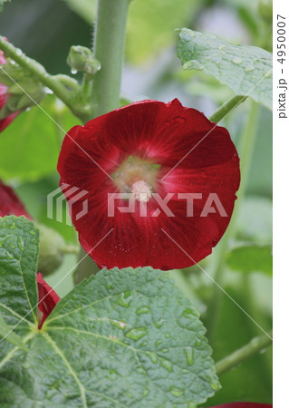 花景色　初夏の庭　立葵 4950007