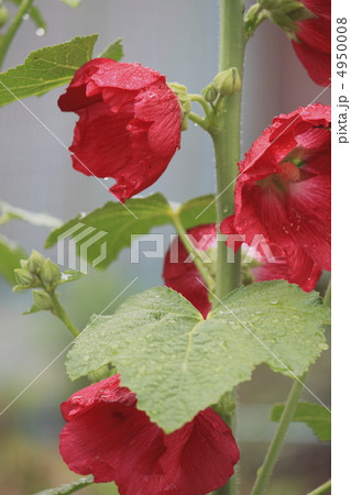 花景色　初夏の庭　立葵 4950008