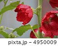 花景色　初夏の庭　立葵 4950009