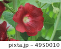 花景色　初夏の庭　立葵 4950010