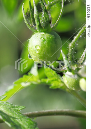 ミニトマト ミニトマト 4950038