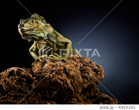 Creepy dragon. Creepy dragon. 4950165