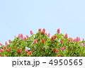 トチの花 4950565