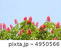 トチの花 4950566
