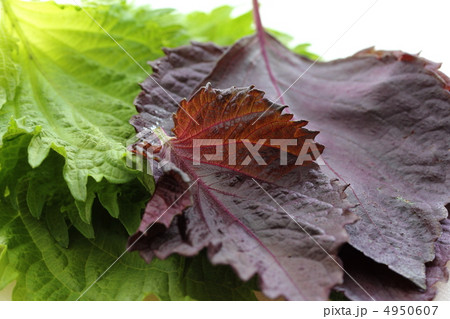 シソの葉 4950607