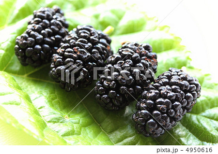 桑の実 4950616
