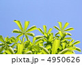 新緑 4950626