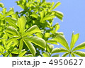 新緑 4950627