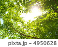 新緑のイチョウ 4950628