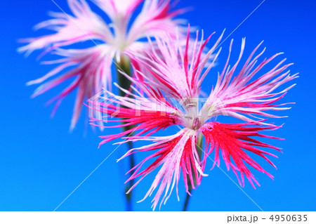 カワラナデシコ 4950635