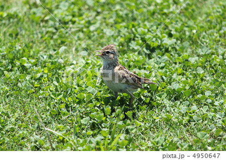 新緑の中でさえずる雲雀 4950647