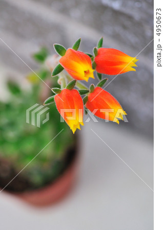 多肉植物の花 4950673