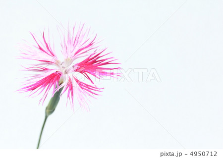 カワラナデシコ　 4950712