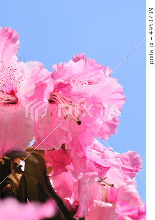 シャクナゲ シャクナゲ 4950739