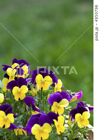芝生と鉢植えのビオラ 4950796