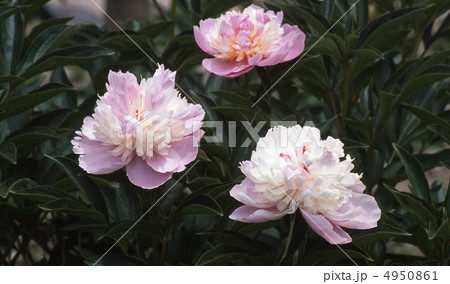 春の京都北山 春の京都北山 4950861