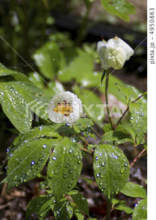 ヤマシャクヤク 4950863