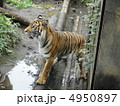 スマトラトラ 4950897