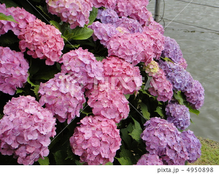 紫陽花 4950898