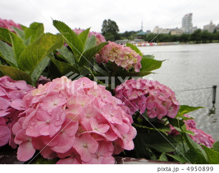アジサイとスカイツリー 4950899