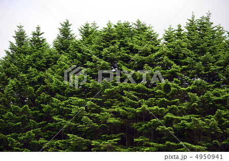 松林 4950941