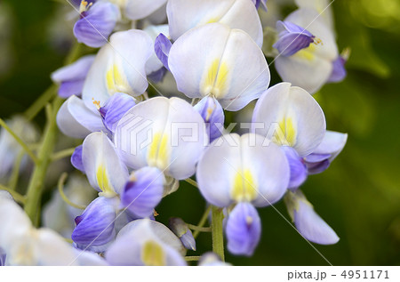 藤の花　 4951171