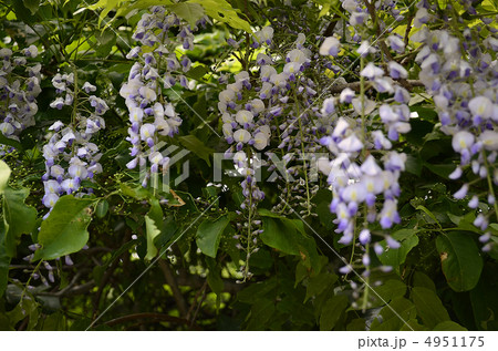 藤の花 藤の花 4951175