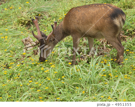 梅雨時のケラマジカ 4951355