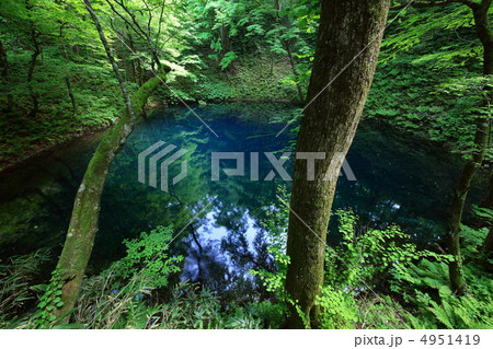 新緑の青池　2012 4951419