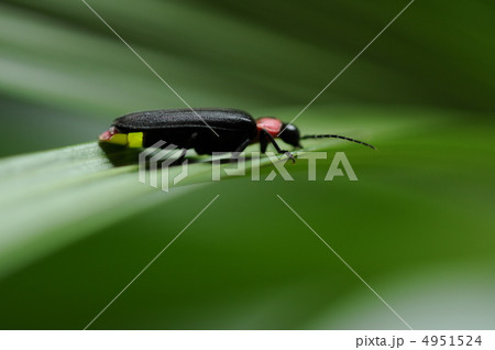 ゲンジボタル ゲンジボタル 4951524