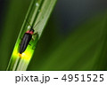 ゲンジボタル 4951525