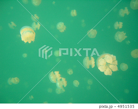 ゼリーフィッシュ 4951535