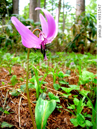 カタクリ カタクリ 4951547