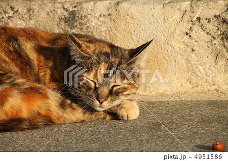 眠り猫 眠り猫 4951586