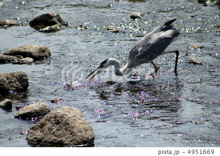 夏の川辺のアオサギ 獲物取り 夏の川辺のアオサギ 獲物取り 4951669