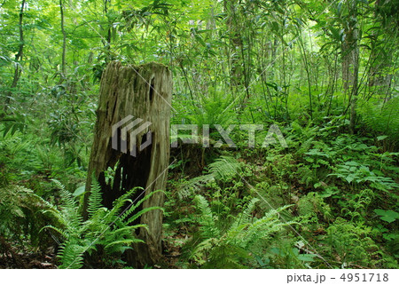 ブナ原生林 4951718