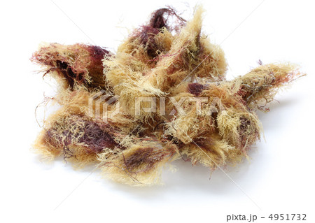 テングサ 4951732