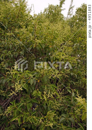 トウネズミモチ トウネズミモチ 4951883