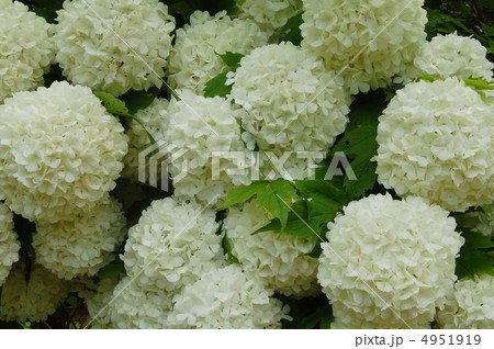 テマリカンボク 4951919