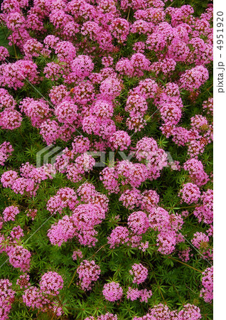 フオプシススティロサ 4951920