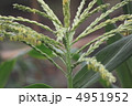 初夏の菜園　トウモロコシ畑 4951952