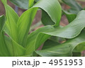 初夏の菜園　トウモロコシ畑 4951953