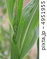 初夏の菜園　トウモロコシ畑 4951955