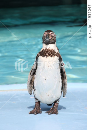 ペンギン 4952047