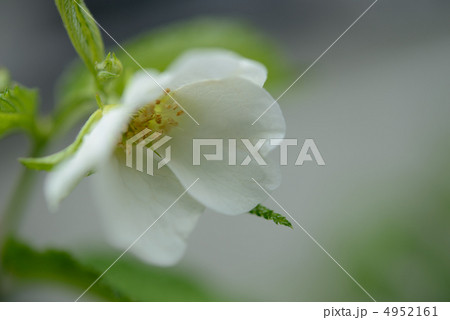 花 花 4952161