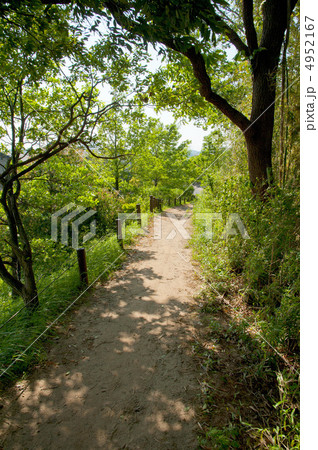 栗木緑地の山道 栗木緑地の山道 4952167